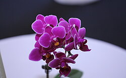 Orchideen Tischarrangements 